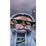 •sunset cat•