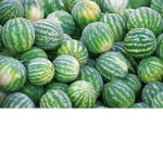 Melon Force