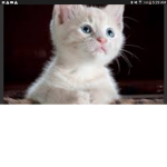 Cat t