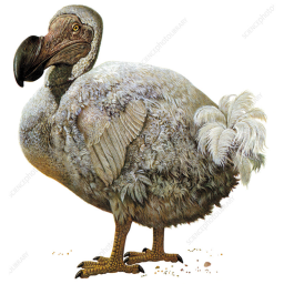 dodo island