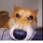 Funny Dogecoin Group