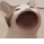 菜鸟团