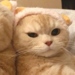- Cass’s kitties -