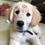 i luv dogs so much