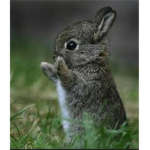Cute Furry Animal Lovers