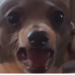 Cermet The Dog - Clothing Store