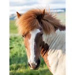 #horseclub