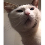 Gingerthecat0's Squad