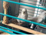 BudgieGang