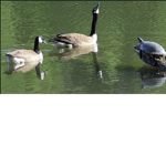 GOOSE GANG GROUP