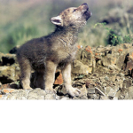 Avryl's Wolf Pack