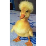 Duck_Squad345
