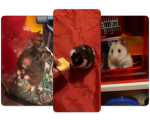 Hamsters! :)