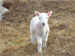 lamb lovers