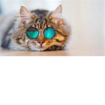 funny cats boy