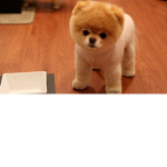 DOGGOOOSSS