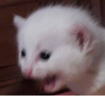 KitCatKats