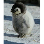#Baby Penguin Army