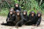 Chimp Collection