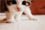 official kitten lovers!!! :)
