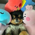 •Pastel _Panda• Fan Club
