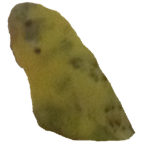 GOLDENBUDGIE FANCLUB
