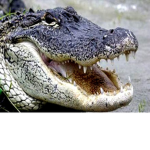 Gator Lands