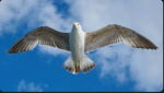 seagull empire