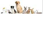 Pet people!