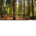 The Wood People.