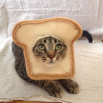 breadcat enjoyers