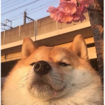 xqq