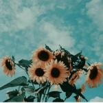 Sunflower Designing