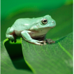 The froggy gamer boy