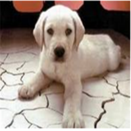 A Dog For Dog Lovers Roblox decal