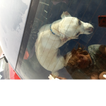 Brotheris so cool and he like dog