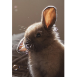 official aesthetic bunnies