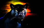 the pantherr gang