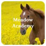 »~Meadow Academy~«