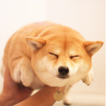 期待著再次解封