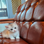 고양이 좋아하는 사람들만!