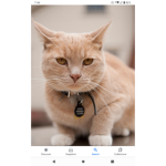 Join if you REALLY love cats