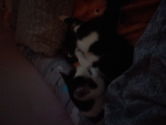Katze von Annabelle