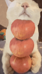 da funny roblox games