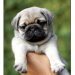 Puppy Team.