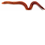 Healthy Worms With A Body