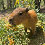 Capys Capybaras