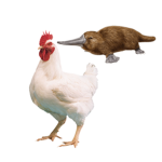 chicken platypus club
