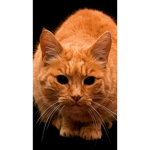 Cats rule! ONLY CATS OR FRIENDS