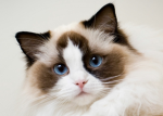 Cats and more CATS!